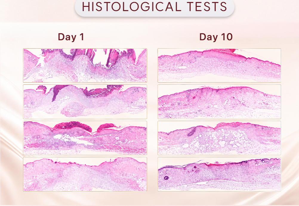 Four rows of REVIVE histology images labelled Day 1 and Day 10