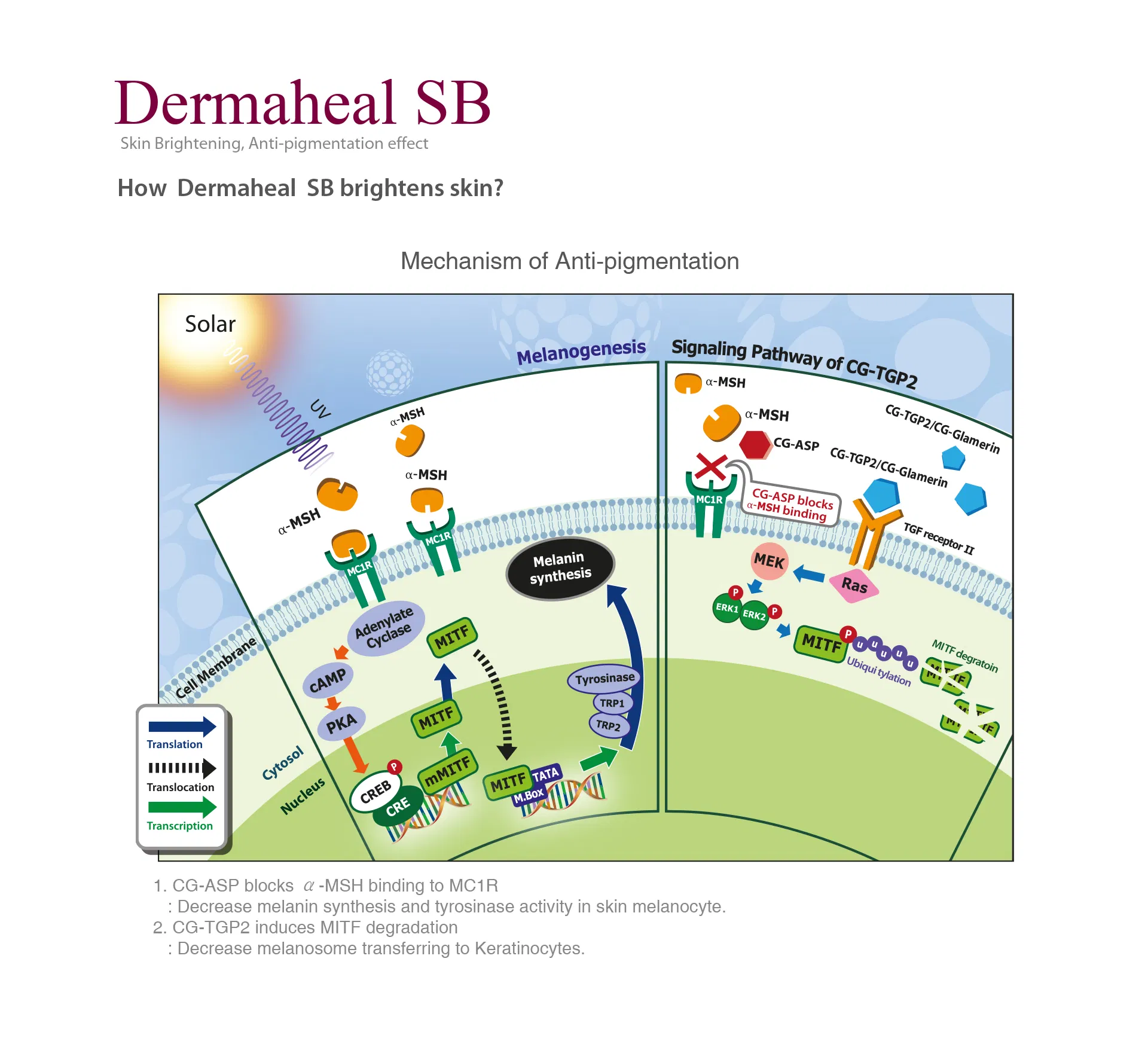Dermaheal SB · product information