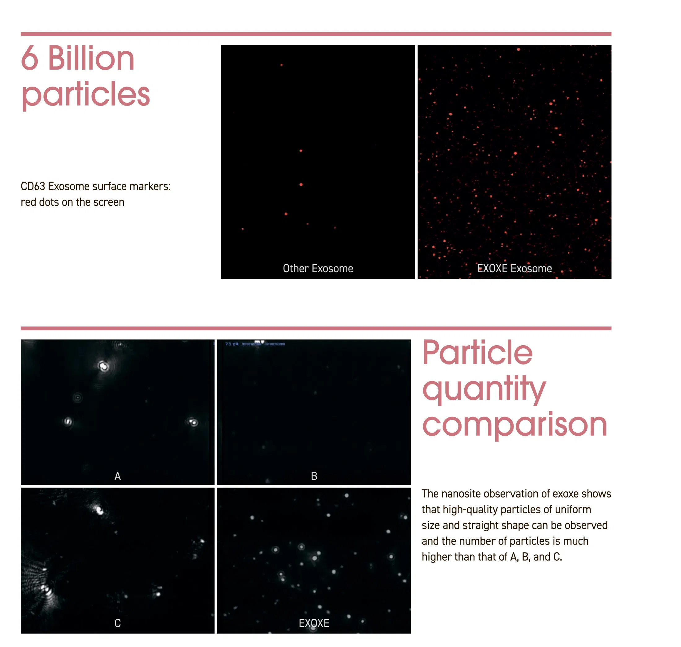 EXOXE · product information