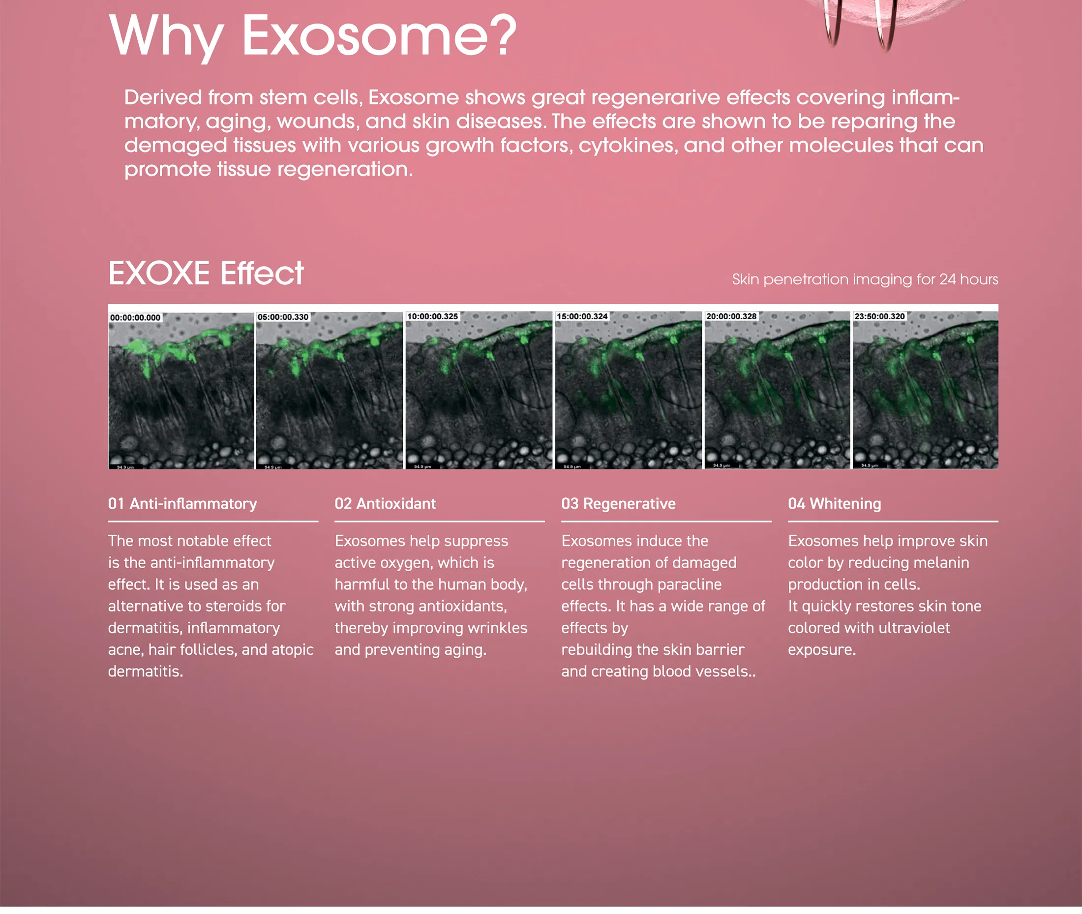 EXOXE · product information