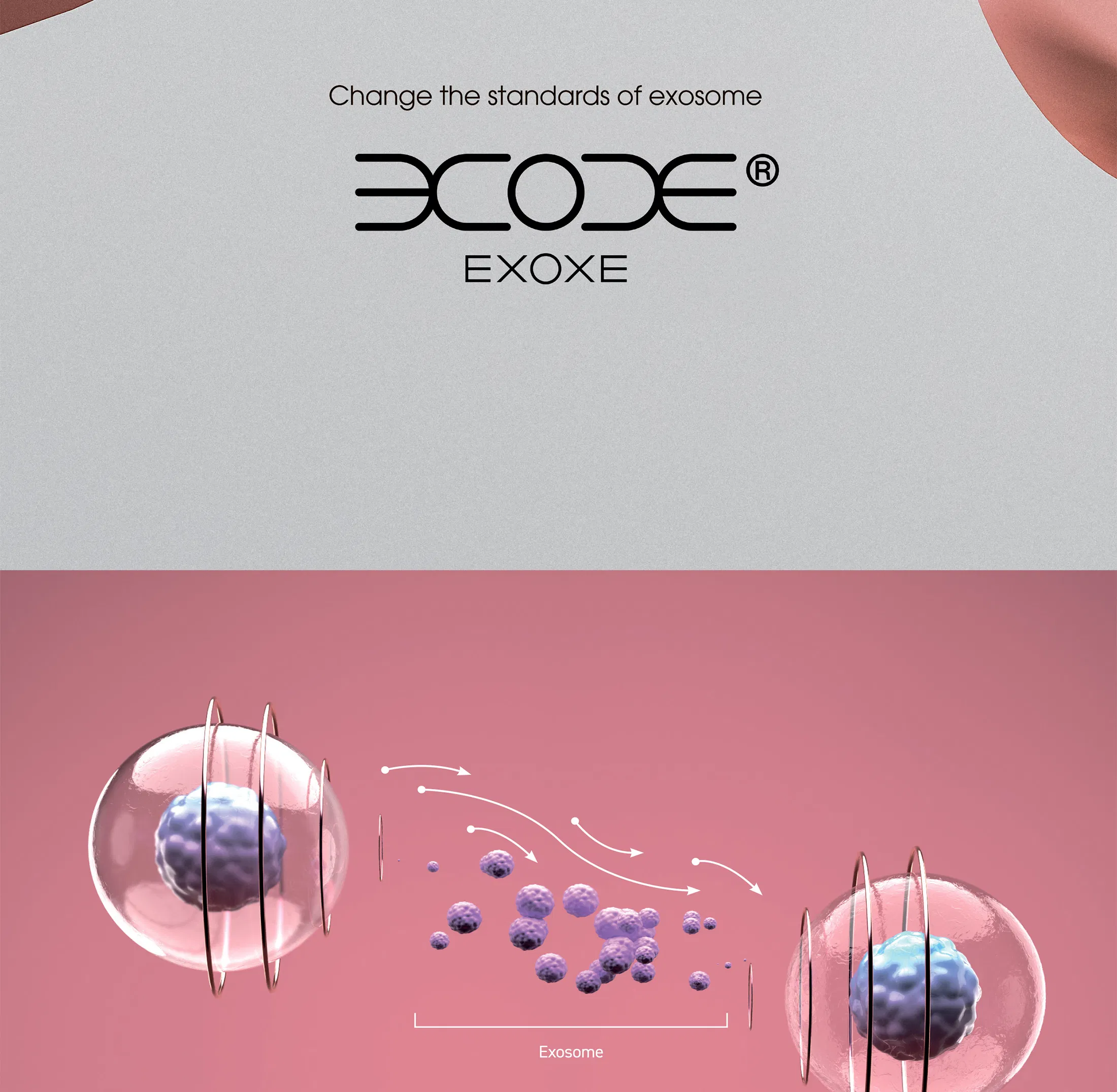 EXOXE · product information