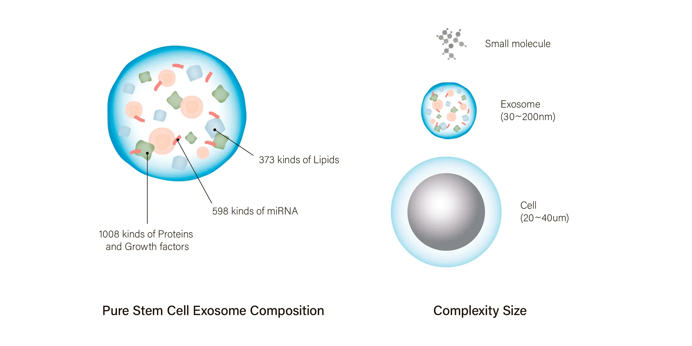 HAIRNA Exosome Hair Fill · product information