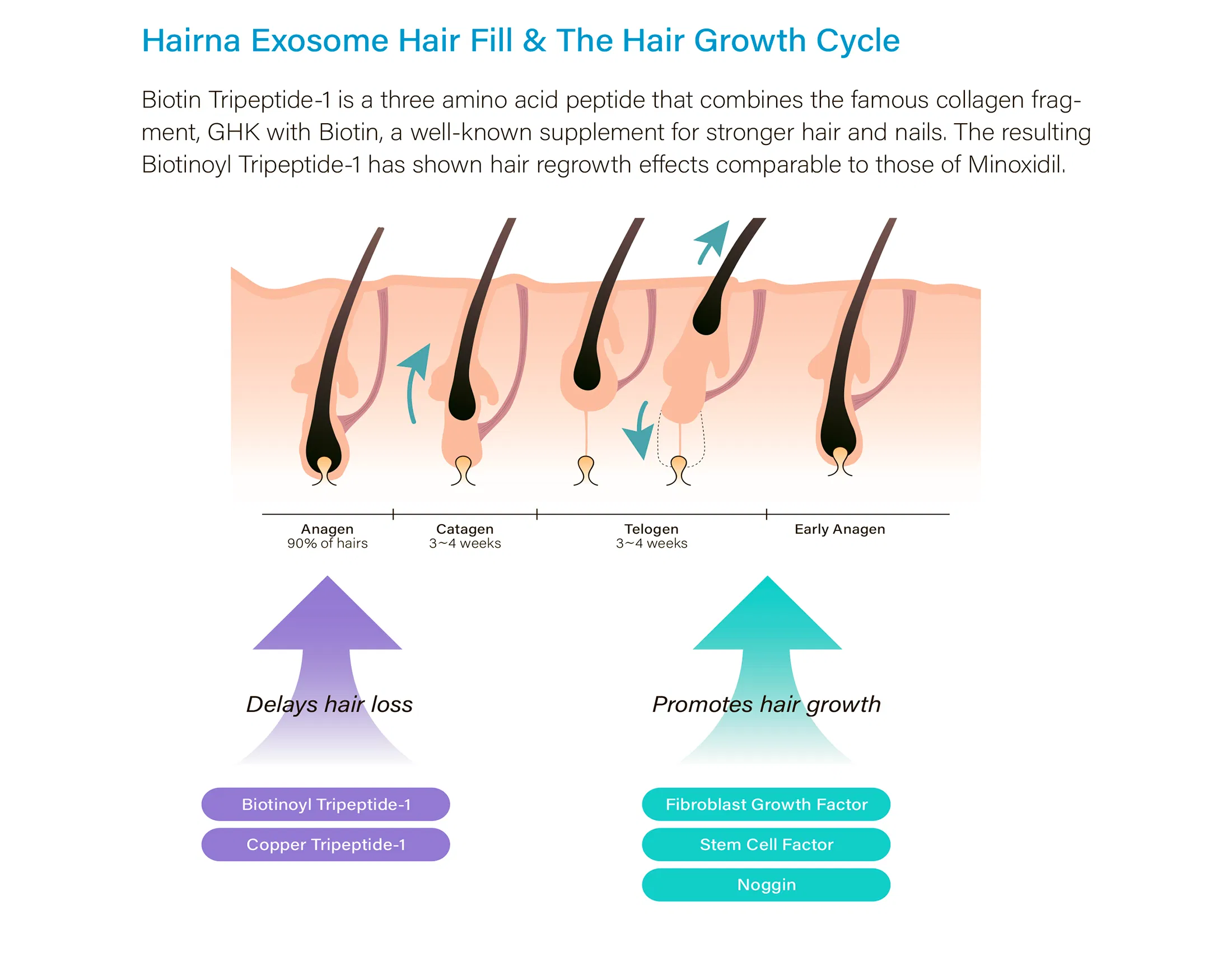 HAIRNA Exosome Hair Fill · product information