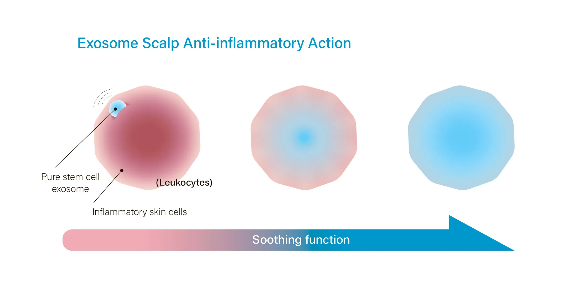 HAIRNA Exosome Hair Fill · product information